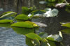 Waterlily (68kb)