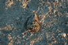 Shells on the beach at Sanibel Island (141kb)