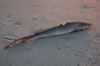 Little dead shark (61kb)