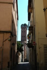 Lucca: Torre dei Guinigi (59kb)